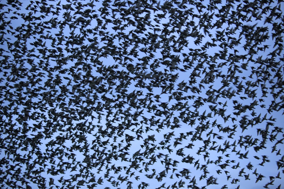 de tel kwijt ... - Vogels - Spreeuw