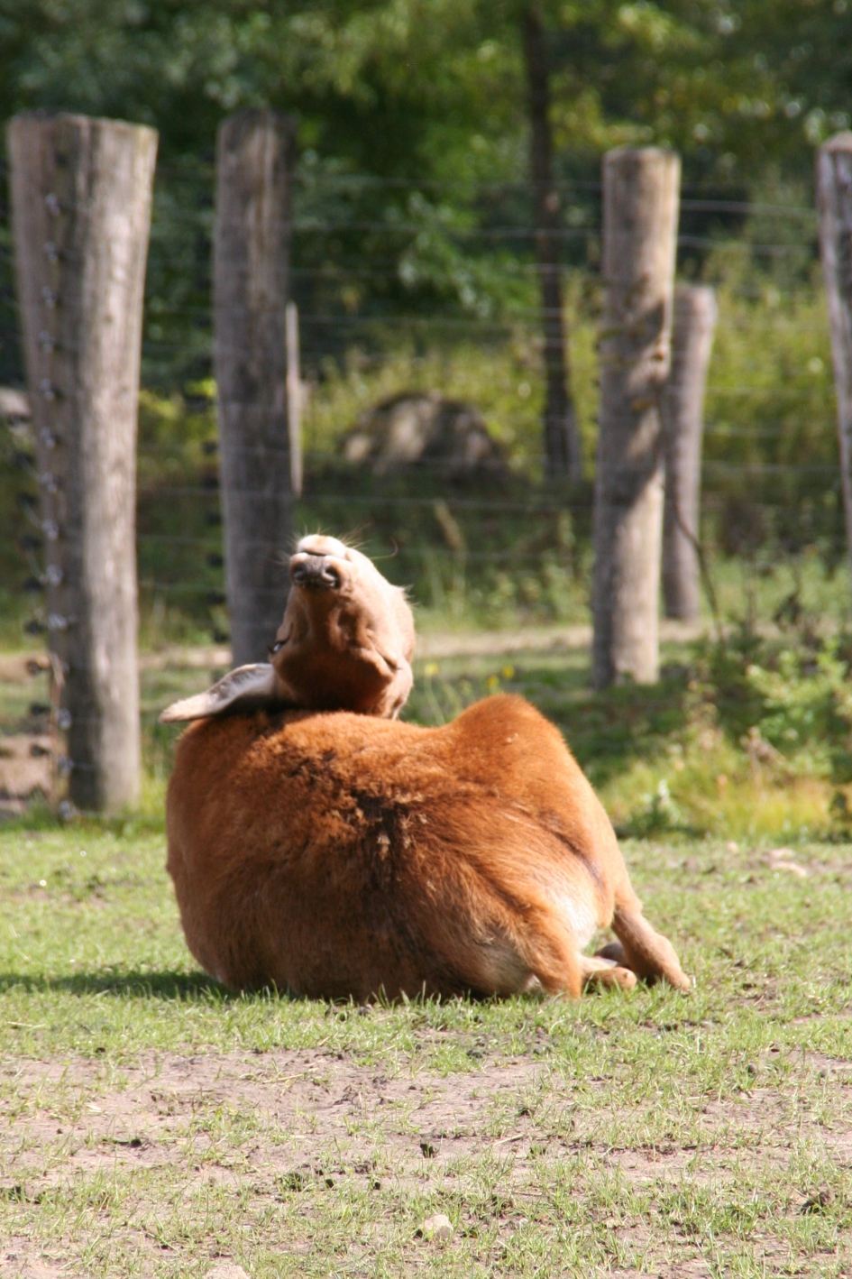 De wereld op zijn kop. - Zoogdieren - Axishert