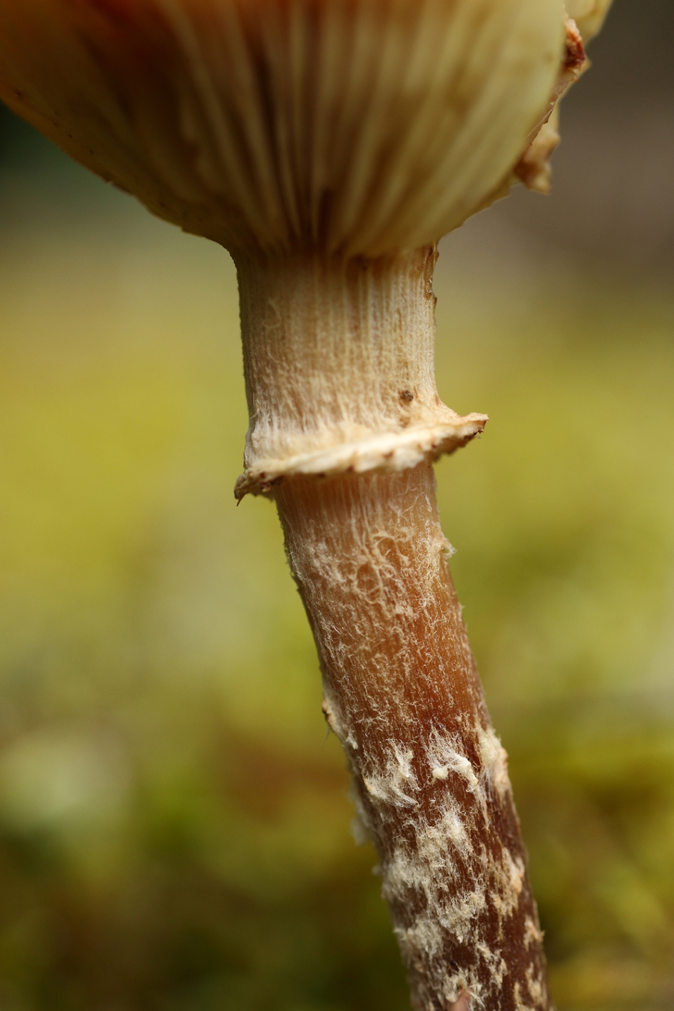 detail - Schimmels - 