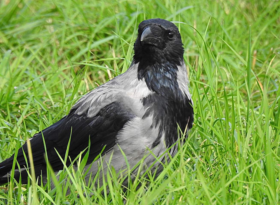 Dichtbij - Vogels - Bonte kraai