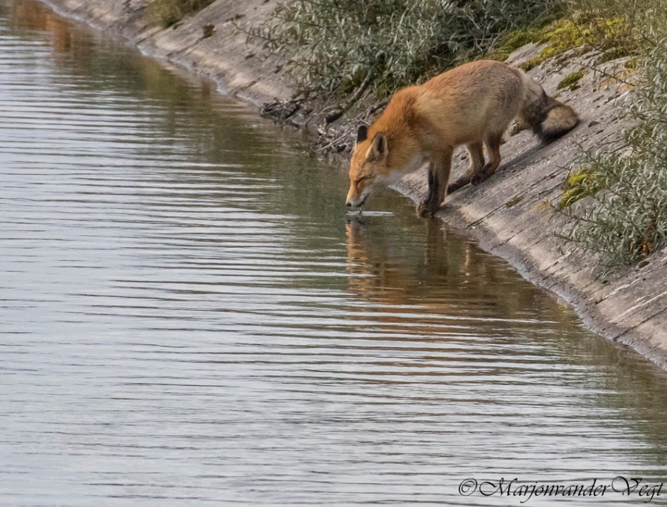 Dorstig - Zoogdieren - vos