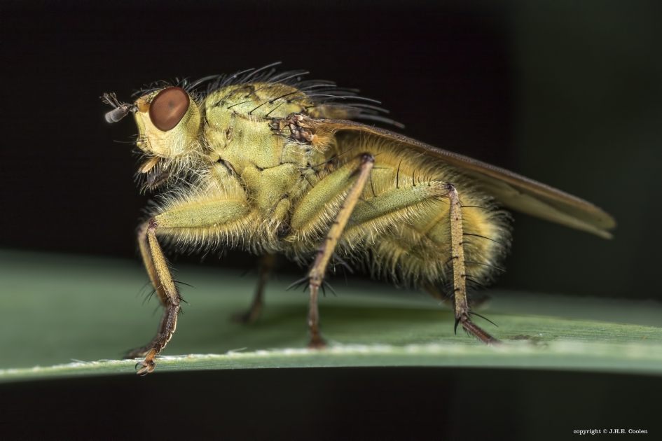 Drekvlieg - Geleedpotigen - Drekvlieg