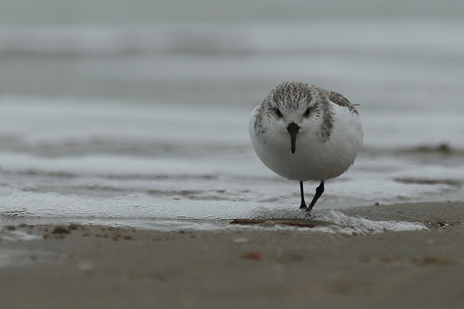 drieteenstrandloper - Vogels - 