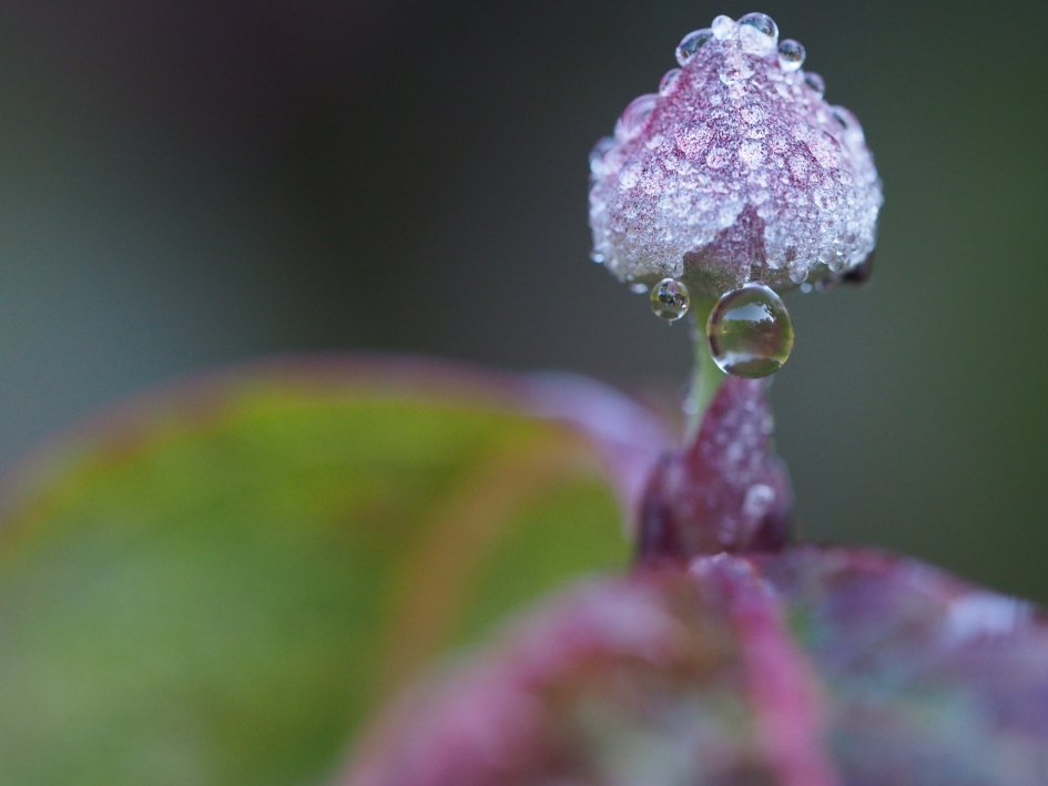 Druppels - Planten - 