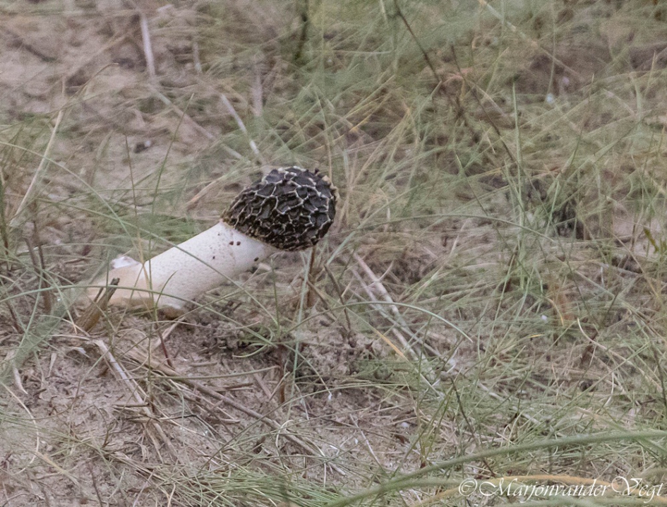 Duinpaddo - Schimmels - stinkzwam