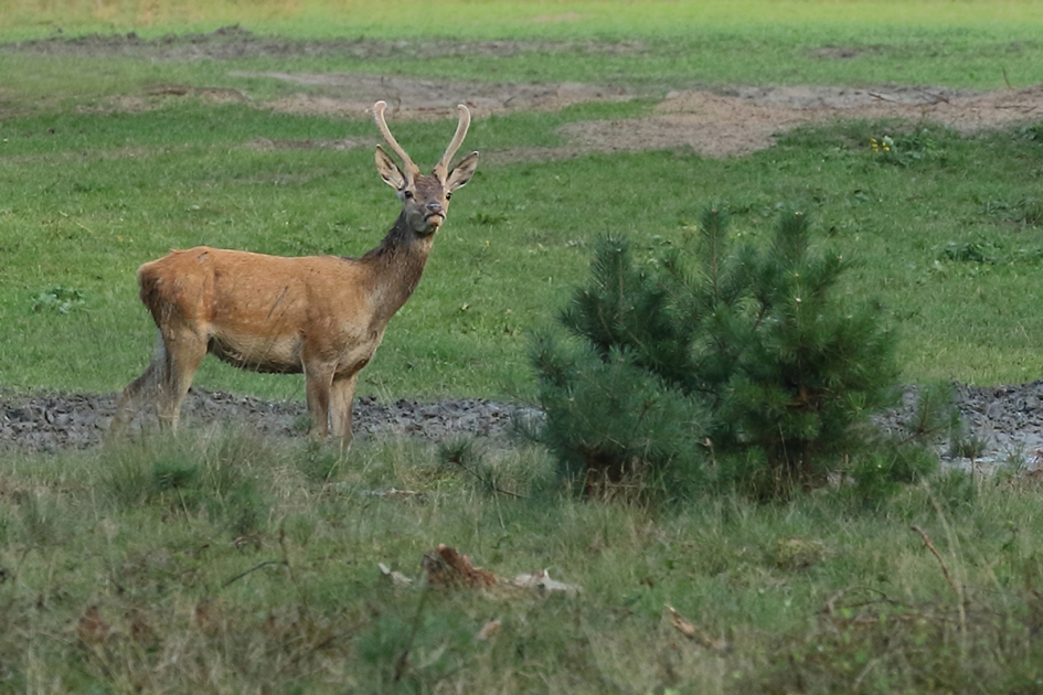 edelhert -spitser- - Zoogdieren - 