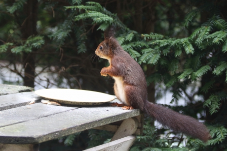 eekhoorn komt regelmatig langs