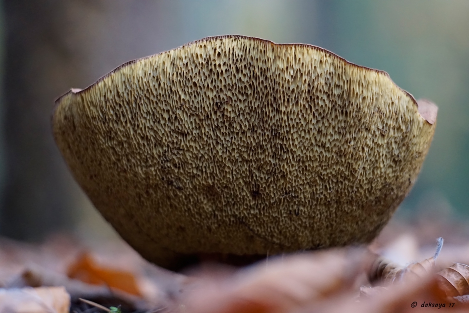 Eekhoorntjesbrood - Schimmels - 