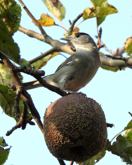 Een rotte appel is ook een appel