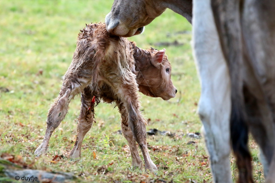 eerste wankele stapjes - Zoogdieren - 