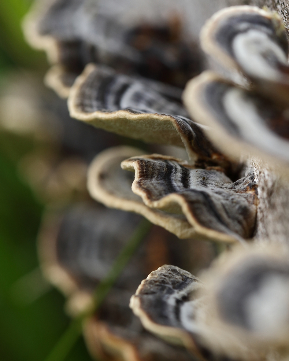 elfenbankjes - Schimmels - 