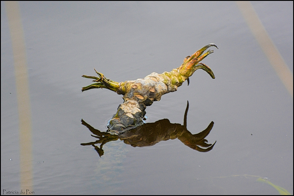 Fantasie Vreemde vorm - Overig - 