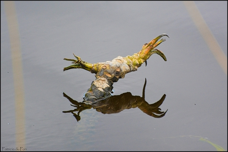 Fantasie Vreemde vorm