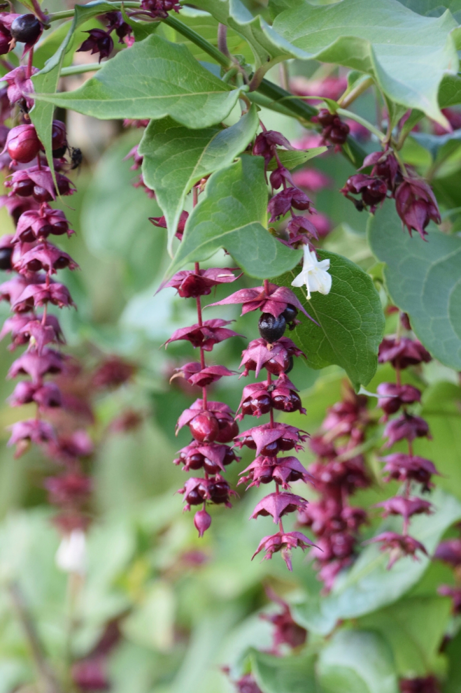 Fazantenbes - Planten - 