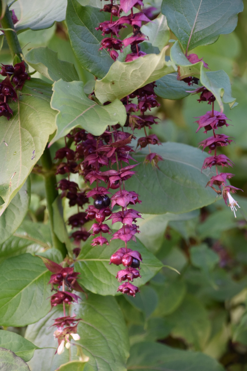 Fazantenbes - Planten - 