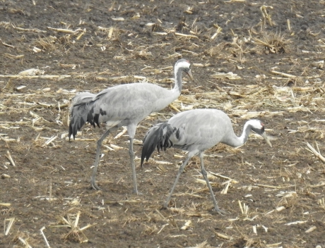 Foeragerende kraanvogels