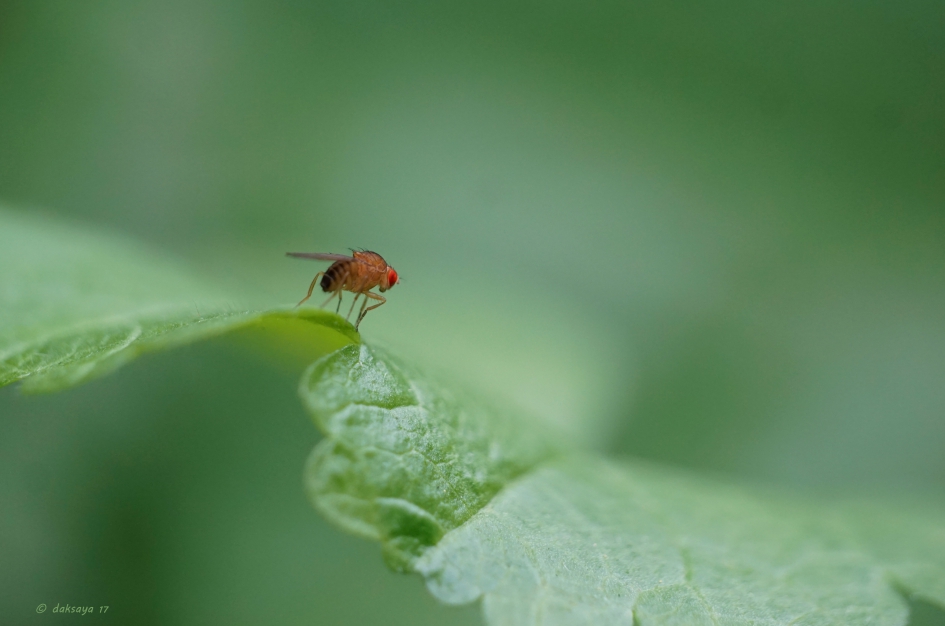 Fruitvliegje - Geleedpotigen - 