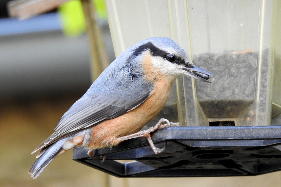 Gek op zonnepitten - Vogels - Boomklever