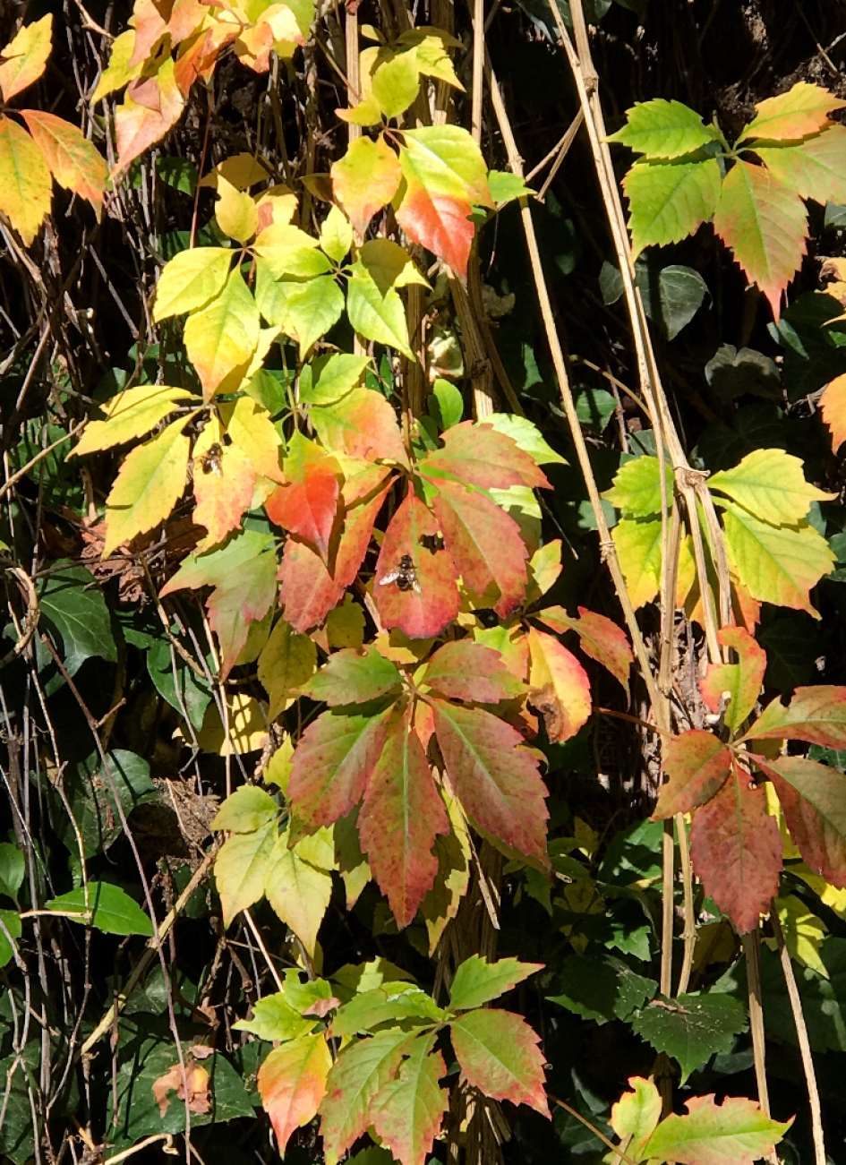 Gekleurd blad - Planten - 