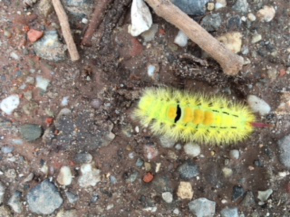 Gele rups? - Overig - ???