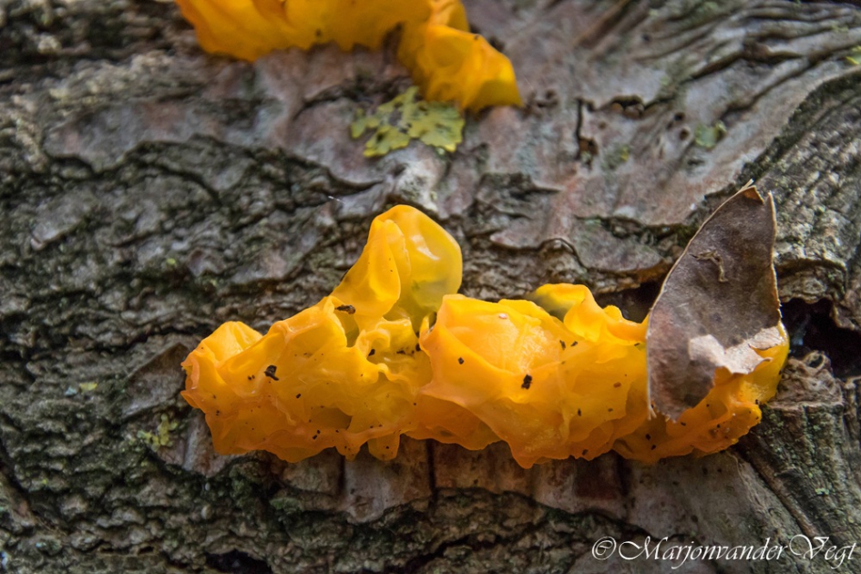 Gele trilzwam - Schimmels - Gele trilzwam