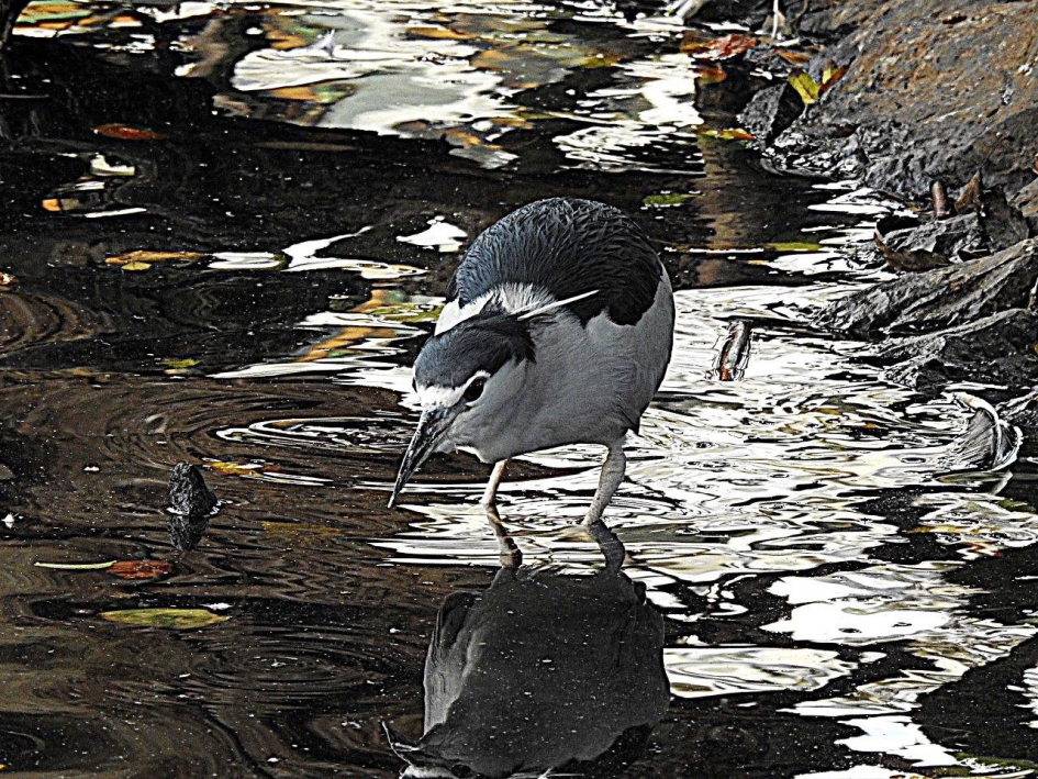 genieten - Vogels - Kwak