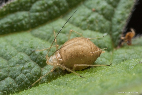 Geparasiteerde Bladluis
