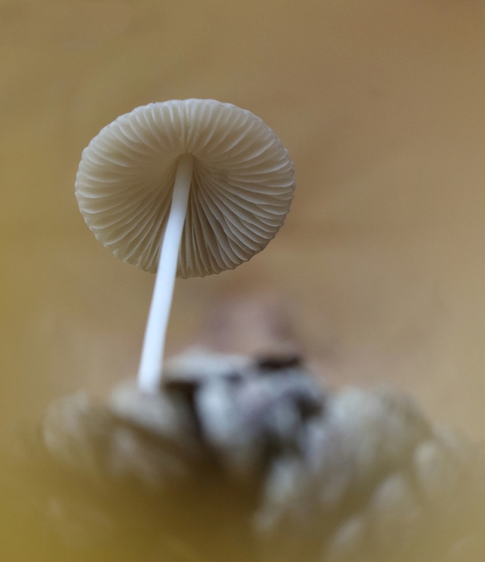 geplooid - Schimmels - 