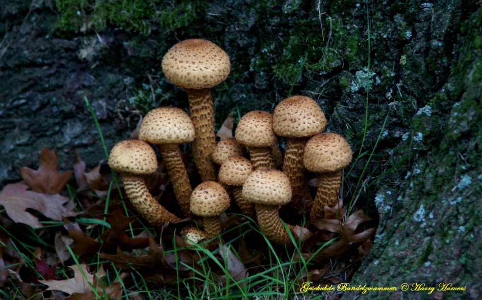 Geschubde Bundelzwam. - Schimmels - Geschubde Bundelzwam.