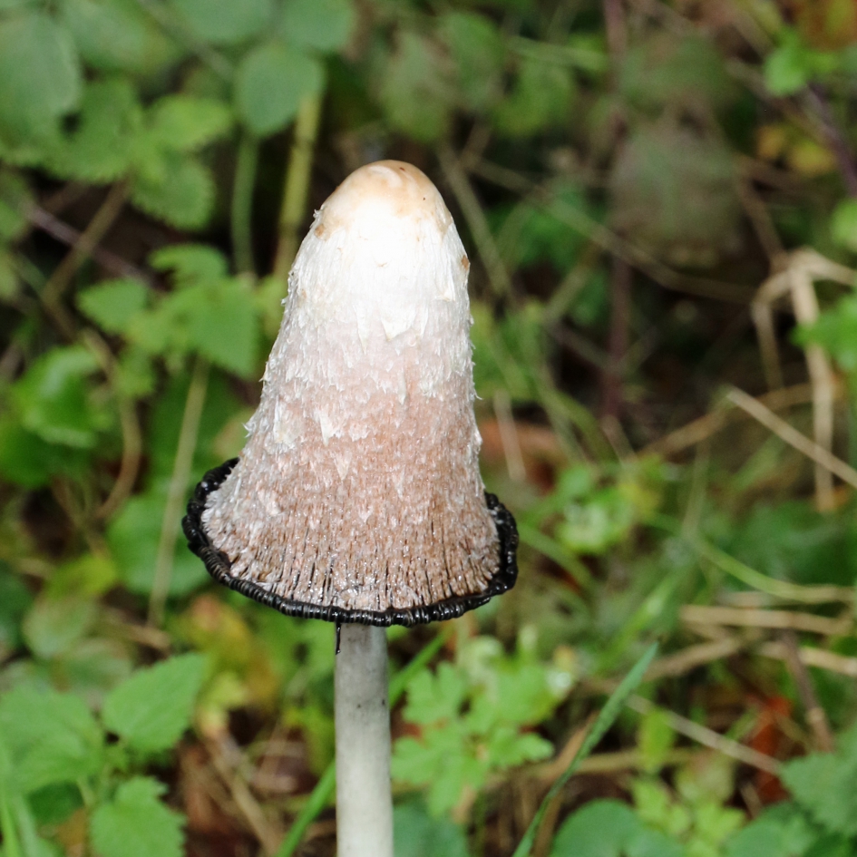 Geschubde inktzwam - Schimmels - 