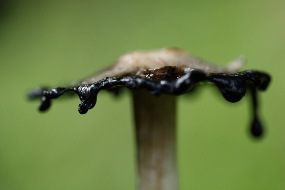 geschubde inktzwam - Schimmels - 