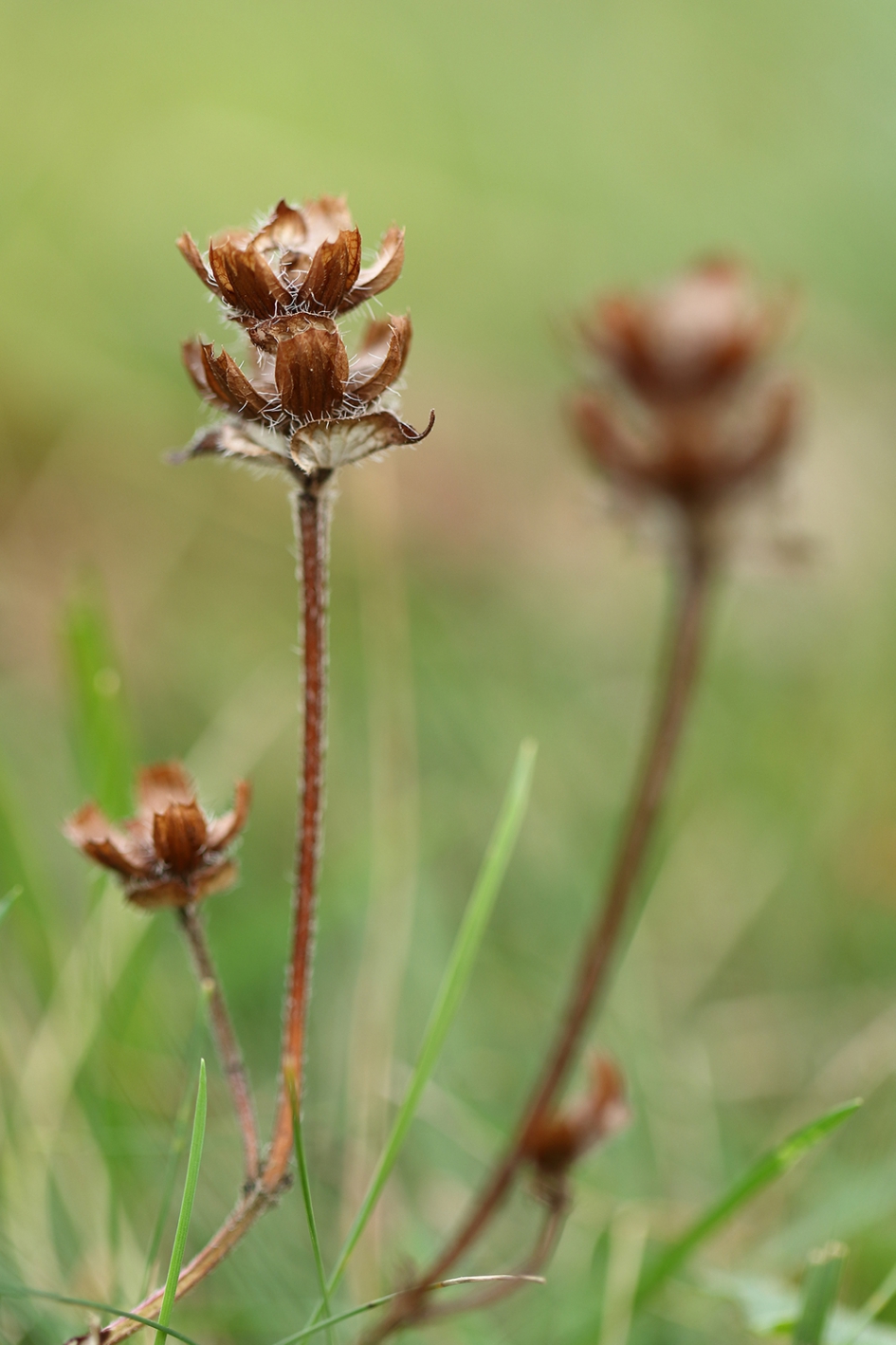 gewone brunel - Planten - 