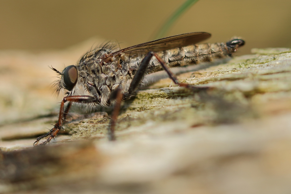 gewone roofvlieg -m- - Geleedpotigen - 