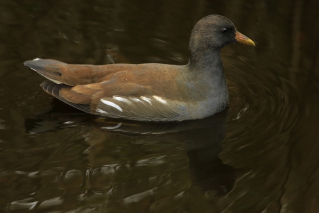 Gewoon de Waterkip ... ?