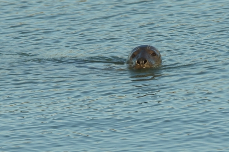 grijze zeehond