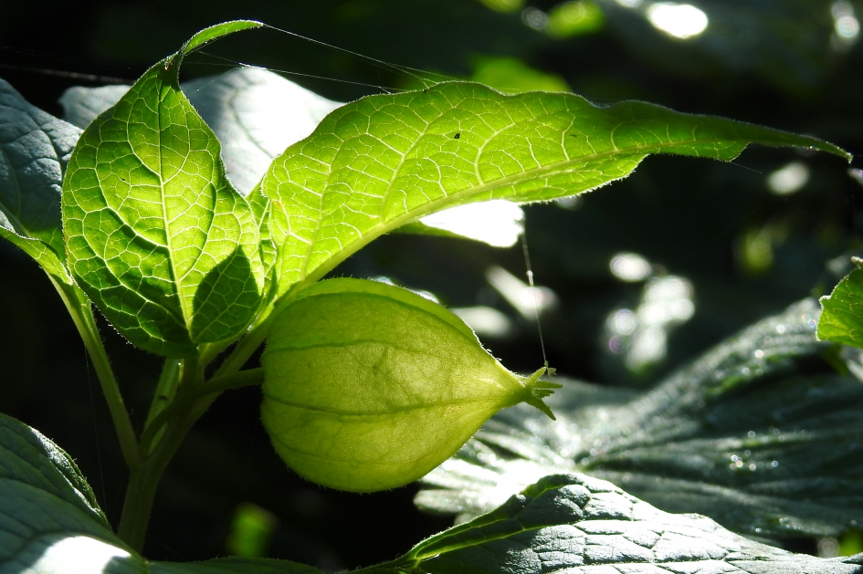 Groen lampionnetje - Planten - Lampionplant