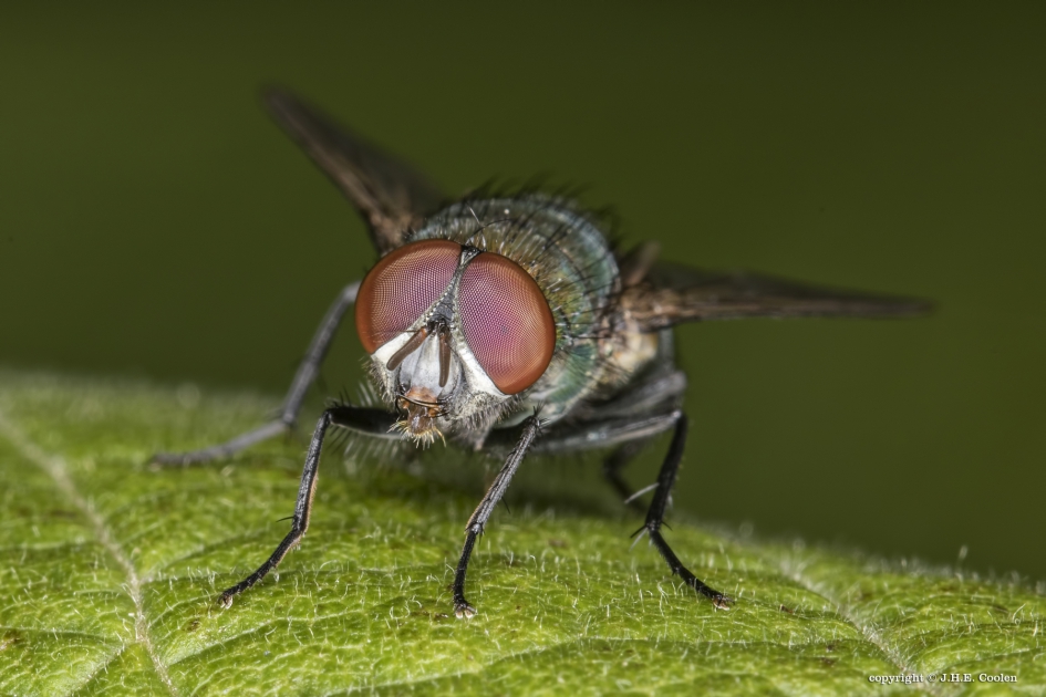 Groene keizervlieg - Geleedpotigen - Groene keizervlieg