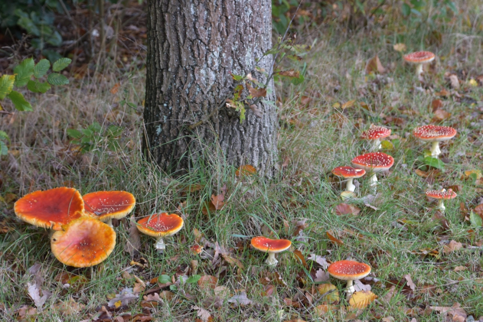 Groepje vliegenzwammen - Schimmels - 