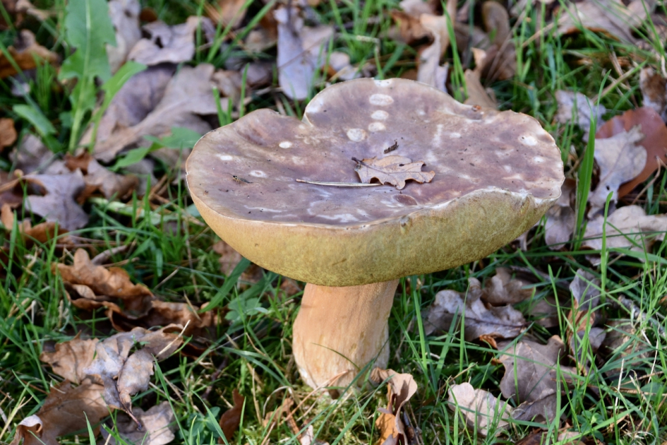 Boleet - Schimmels - 