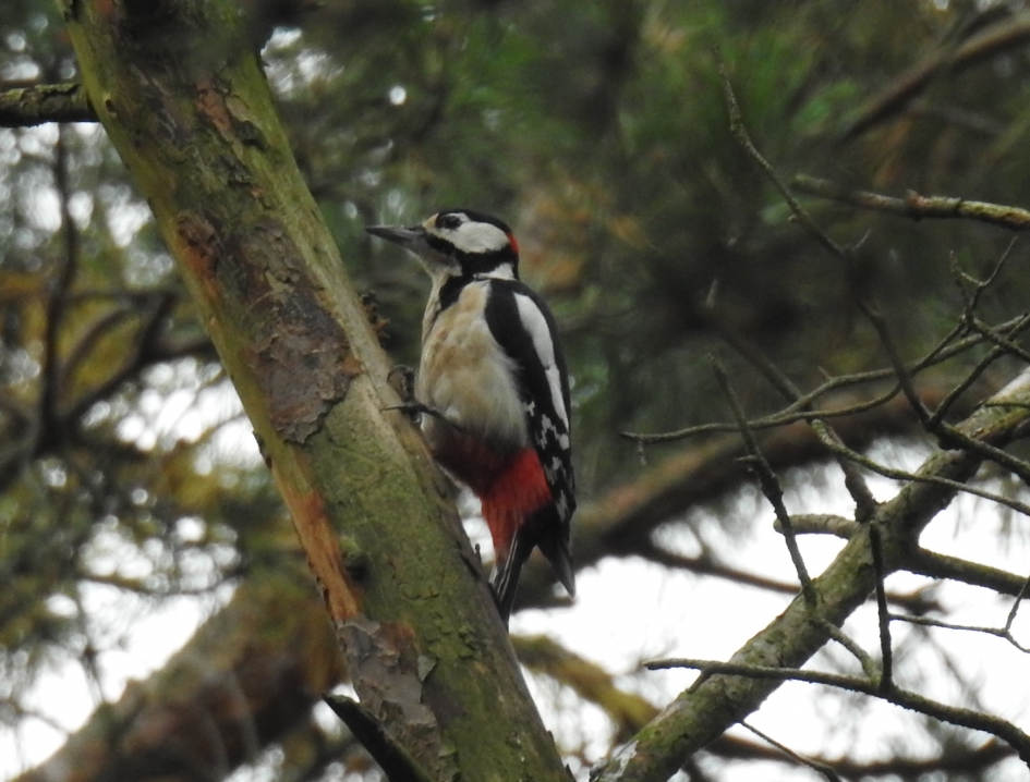 Grote bonte specht - Vogels - Grote bonte specht