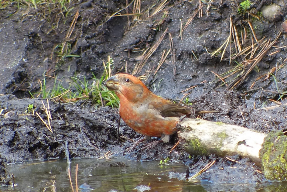 Grote Kruisbek - Vogels - Grote Kruisbek