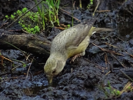 grote kruisbek vrouw aan het drinken