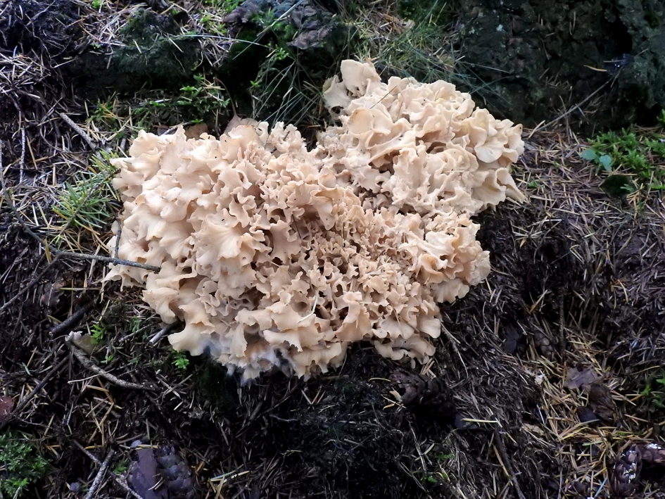 Grote sponszwam - Overig - Grote sponszwam