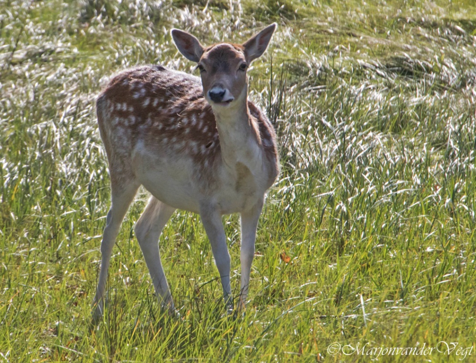 Haar hartje klopt voor twee - Zoogdieren - damhinde