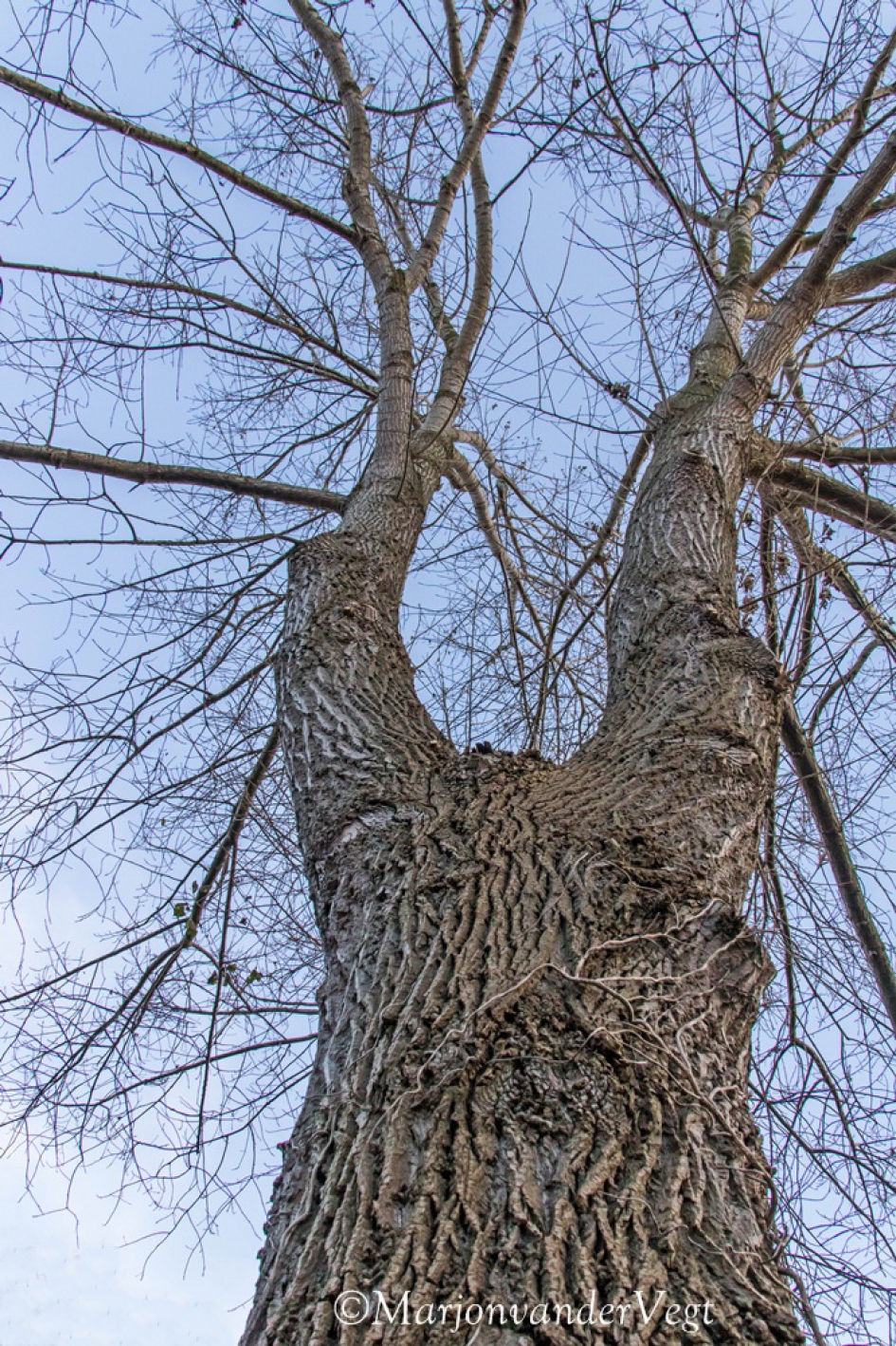 Handen omhoog - Planten - Boom