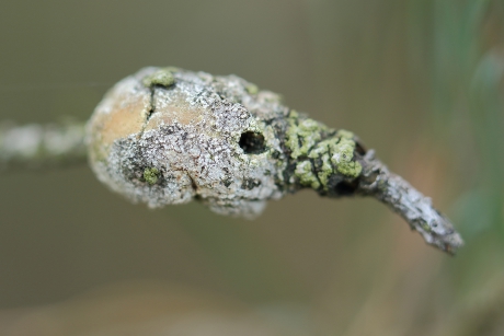 harsbuilmot -bladroller-