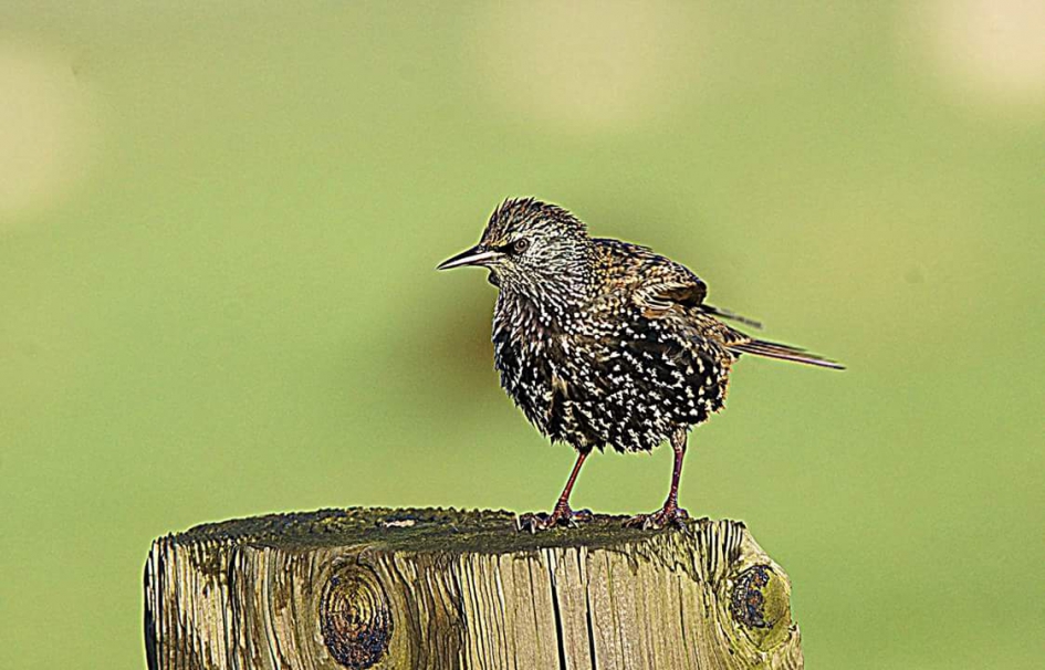 Harten dief - Vogels - Spreeuw