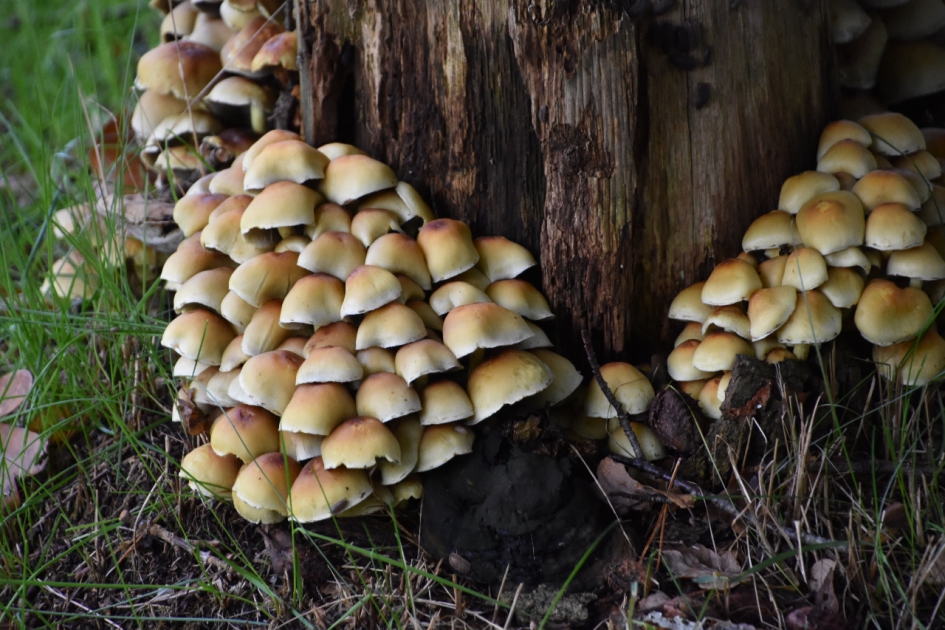 Heel veel.. - Schimmels - 