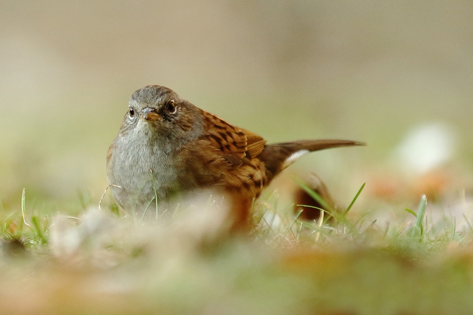 heggenmus - Vogels - 