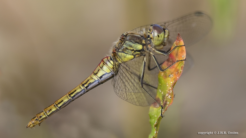 Herfst - Geleedpotigen - Heidelibel